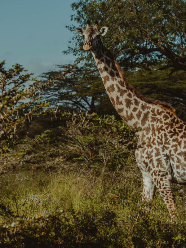 Selous Safari Selous Safari