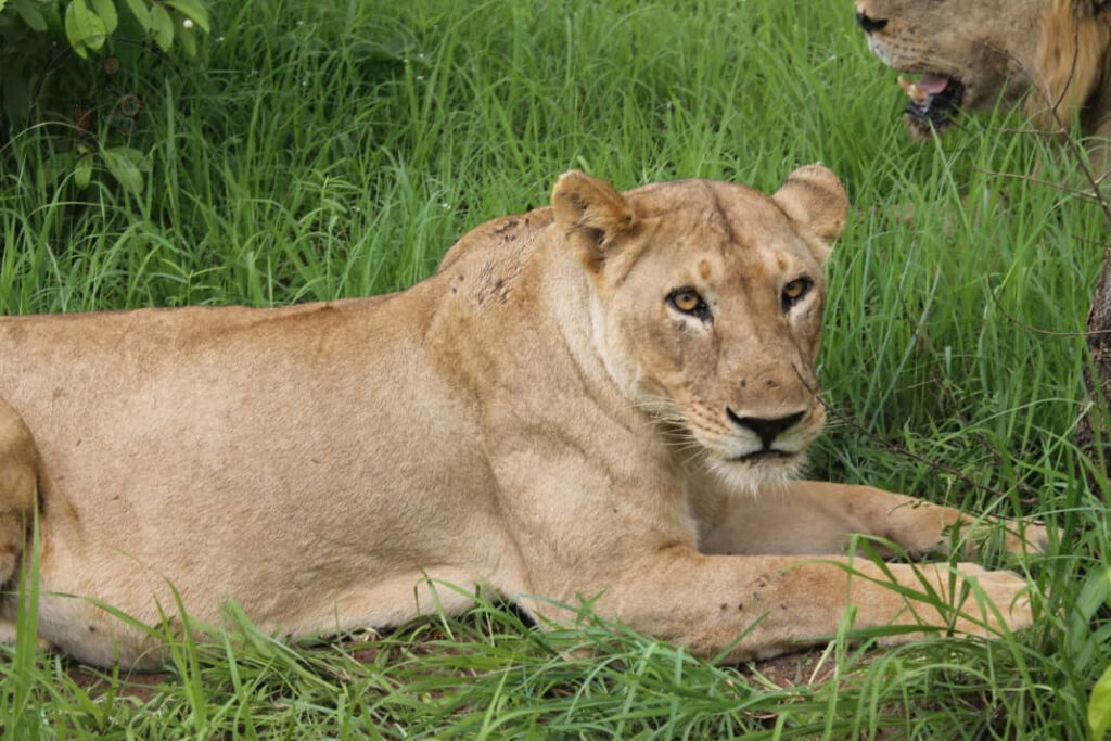 Lioness lying in the grass during a safari from Zanzibar to Selous