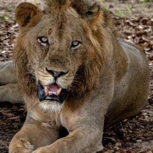 Lew odpoczywający na sawannie w kraterze Ngorongoro podczas Safari to Ngorongoro.