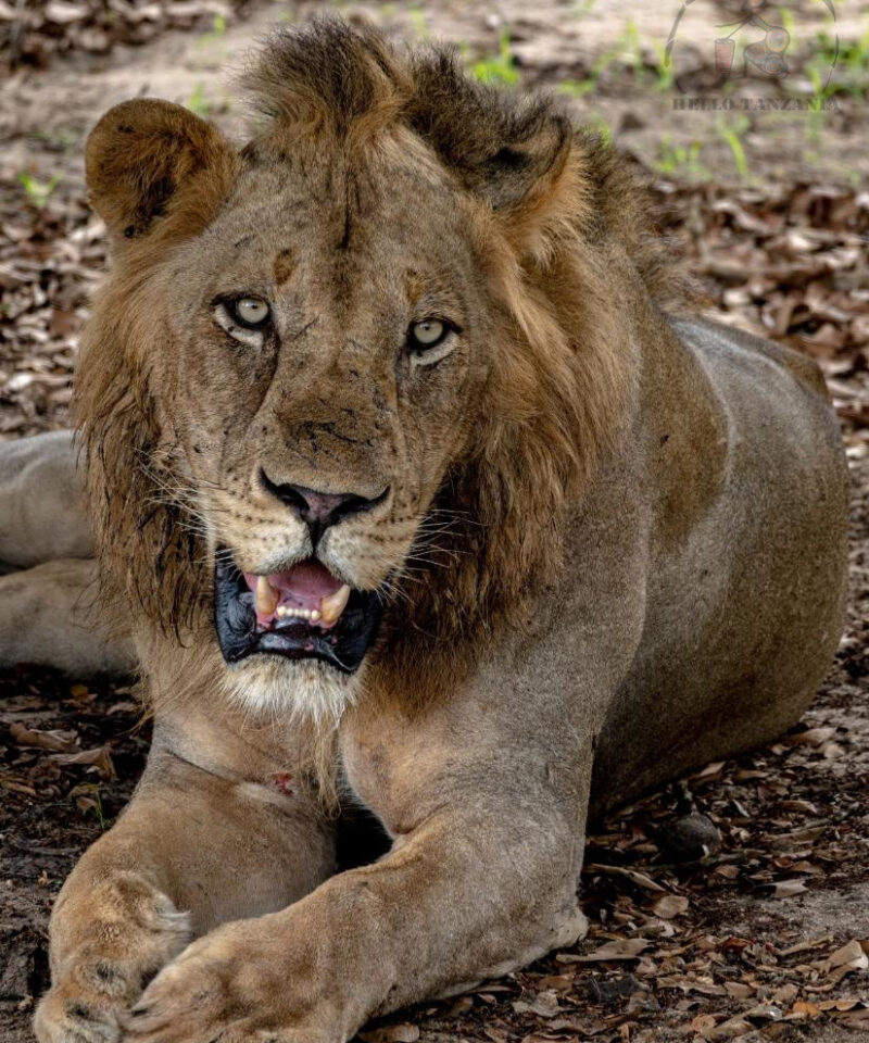 Lew odpoczywający na sawannie w kraterze Ngorongoro podczas Safari to Ngorongoro.