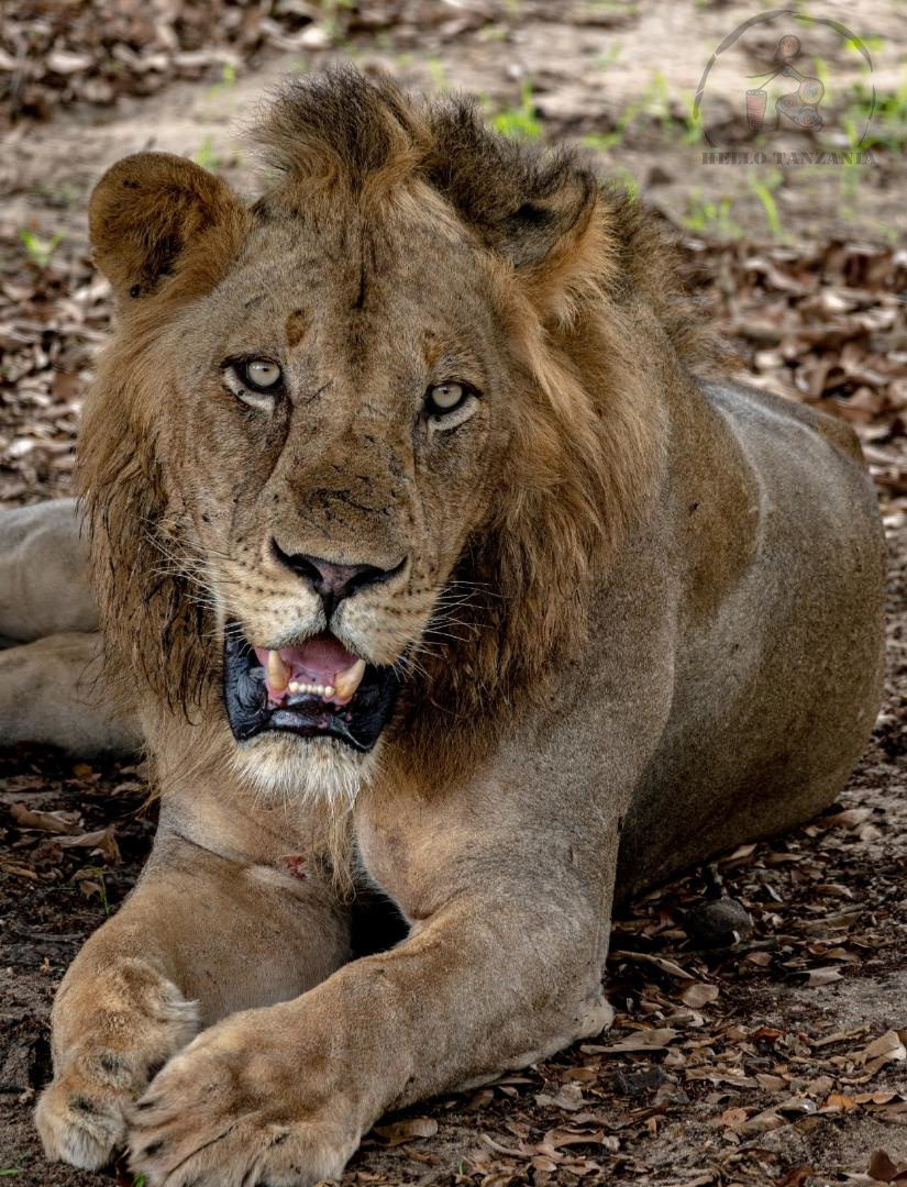 Lew odpoczywający na sawannie w kraterze Ngorongoro podczas Safari to Ngorongoro.