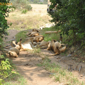 lions family -3 -day safari to Selous from Dar Es Salaam