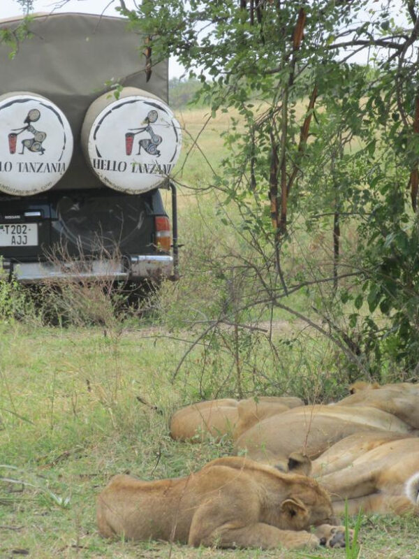 off road safari 2 dni Selous