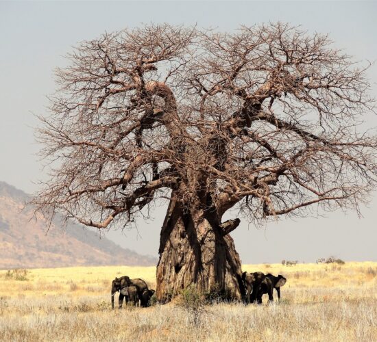 Safari do Tarangire – baobab na sawannie z pasącymi się zwierzętami