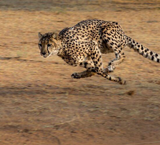 Safari do Serengeti – gepard w biegu przez sawannę