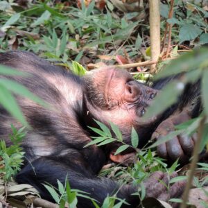 Chimpanzee in the wild – Gombe National Park, one of Tanzania's top bucket list experiences