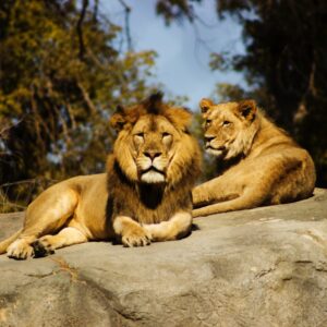 Lions resting on kopjes in Serengeti – Northern Tanzania safari scene