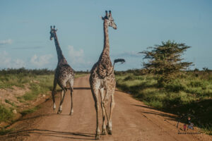 Dwie żyrafy na czerwonej drodze podczas off-road safari w Parku Selous