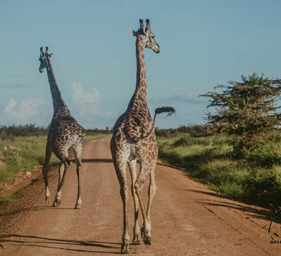 Dwie żyrafy na czerwonej drodze podczas off-road safari w Parku Selous