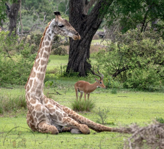Żyrafa odpoczywająca w trawie podczas safari w Parku Mikumi, Tanzania