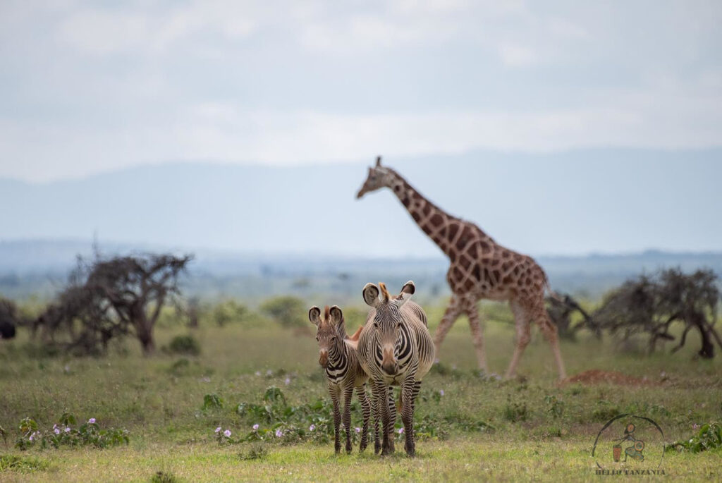 safari do Ngorongoro