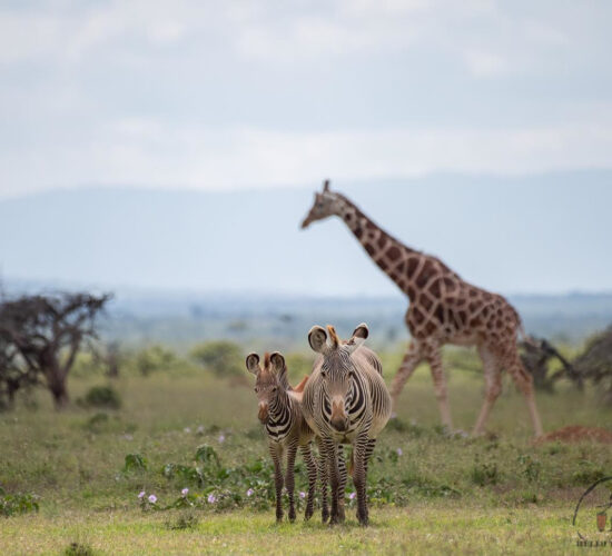 safari do Ngorongoro