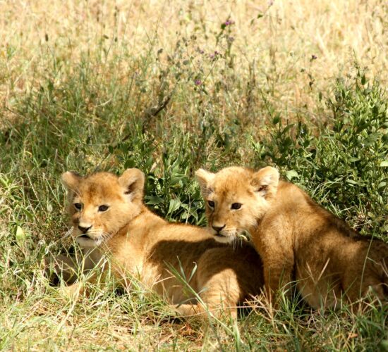 Małe lwiątka w trawie – dzikie młode podczas safari w Mikumi, Tanzania