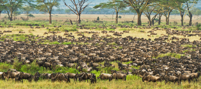 11Great Migration