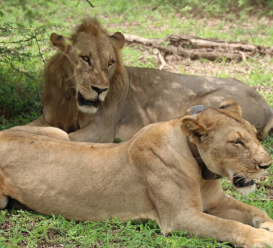Lew i lwica leżący razem na trawie w Selous podczas jednodniowego safari z Zanzibaru