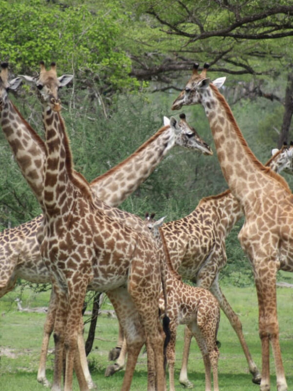 Żyrafy z młodymi w Parku Selous – spotkanie podczas safari, Selous atrakcje