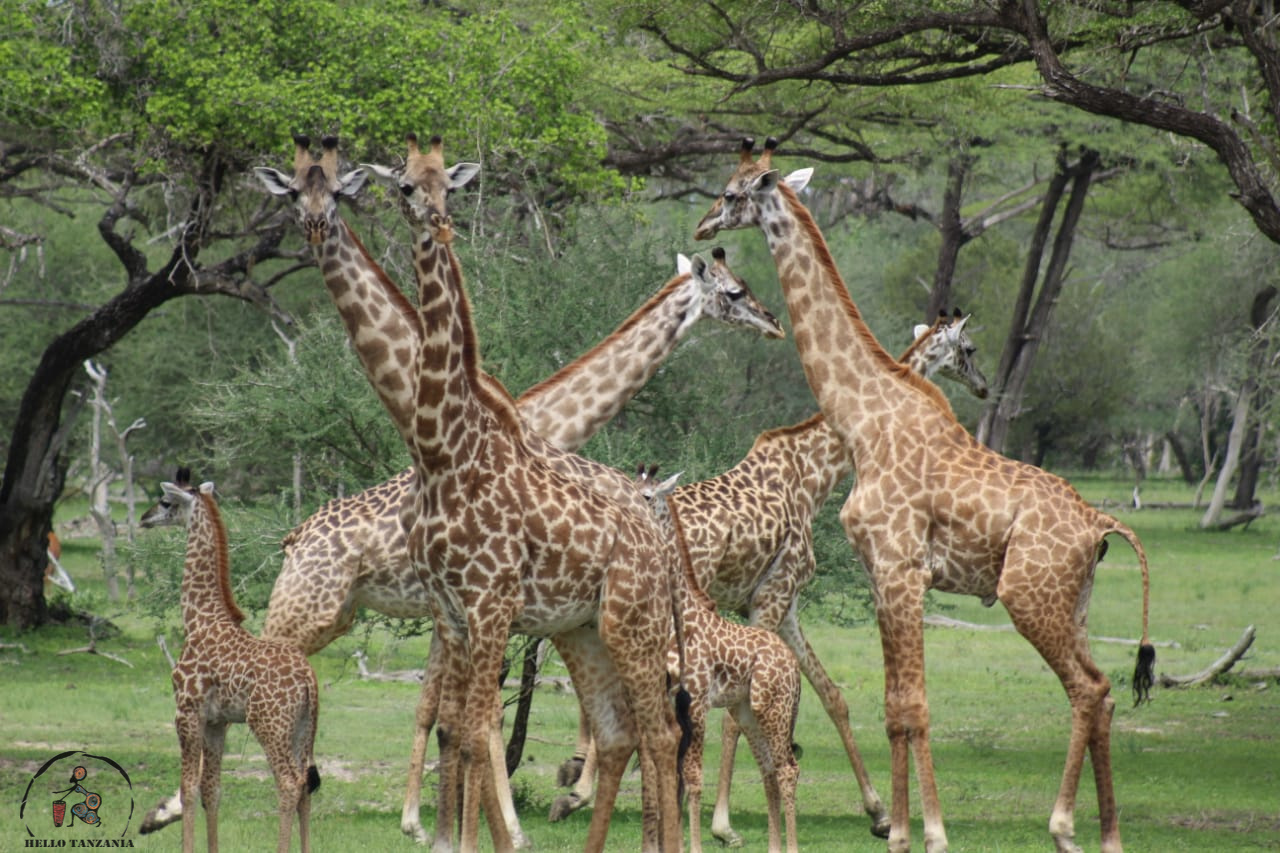 113-day safari to Selous game reserve
