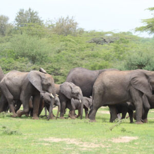 Safari in Selous safari from Dar Es Salaam Elephant family