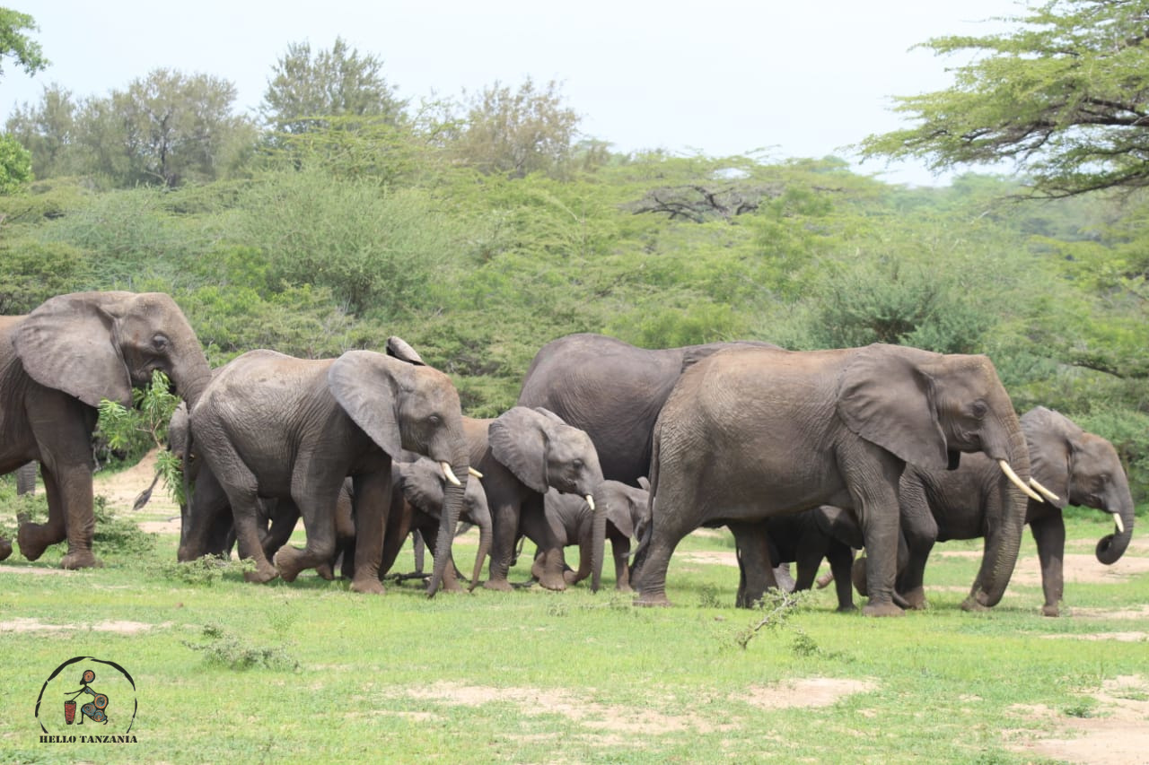 113-day safari to Selous game reserve