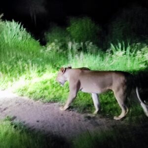 lions walkint at night- night game drive on 2 day safari to Mikumi