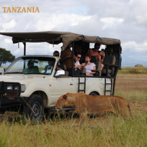lion walking next to the safari car during game drive in Mikumi Park