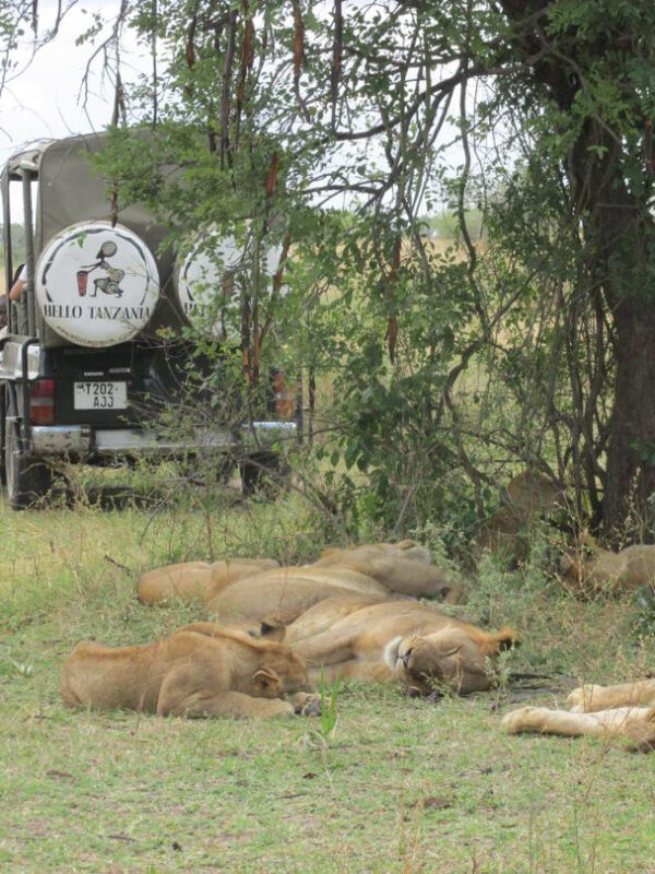 Samochód Hello Tanzania i lwy w Selous – bliskie spotkanie, Selous atrakcje