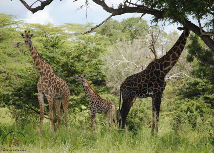 girrafes during Tanzania safaris and Zanzibar holidays adventure