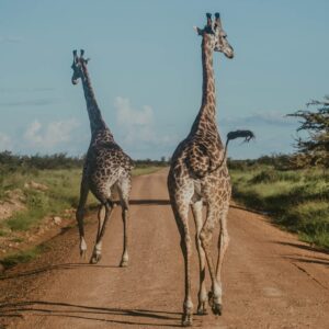 Giraffes running across a dirt safari road in Southern Tanzania