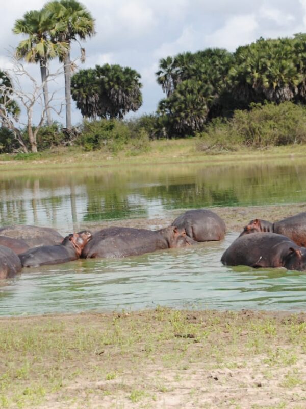 Hipopotamy w rzece Rufiji – safari wodne, Selous atrakcje z bliska