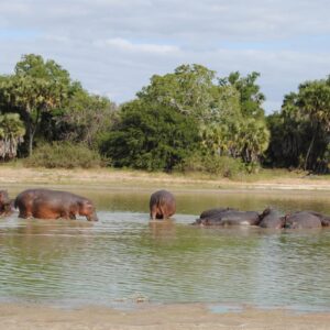 Boat safari Selous – Hippo in the river