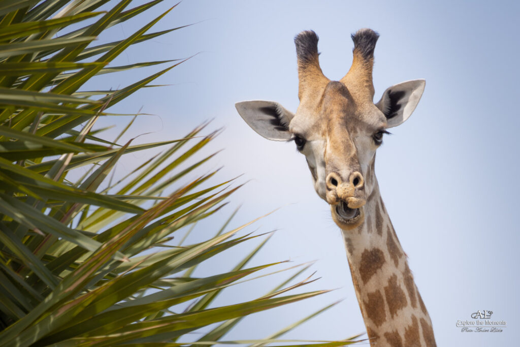 3-day safari to Selous from Dar Es Salaam or Zanzibar