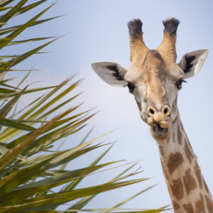 3-day safari to Selous from Dar Es Salaam or Zanzibar