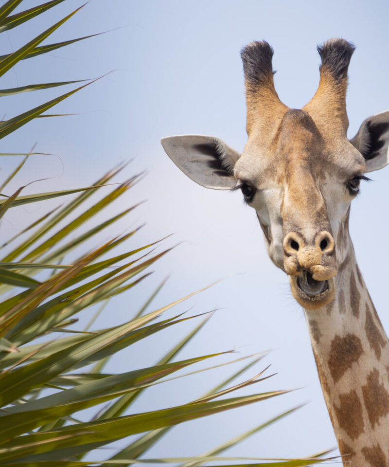 3-day safari to Selous from Dar Es Salaam or Zanzibar